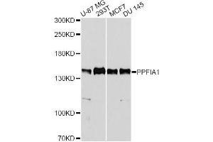 Western blot analysis of extracts of various cell lines, using PPFIA1 antibody. (PPFIA1 antibody)