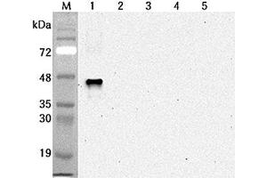 Western blot analysis using anti-Sirtuin 6 (human), mAb (S6R82-2)  at 1:2'000 dilution.