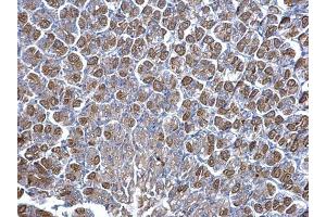 IHC-P Image NNT antibody detects NNT protein at cytosol on mouse stomach by immunohistochemical analysis. (NNT antibody  (C-Term))