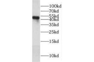 2019 nCOV N protein were subjected to SDS-PAGE followed by western blot with ABIN6952768 (anti- 2019 nCOV N protein Monoclonal antibody) at dilution of 1 μg/mL (SARS-CoV-2 Nucleocapsid antibody)