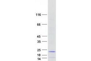 Validation with Western Blot (C14orf1 Protein (Myc-DYKDDDDK Tag))