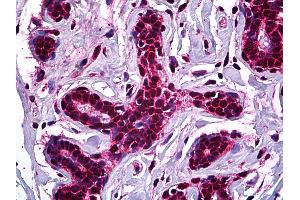 Anti-STAG1 antibody IHC of human breast. (Stromal Antigen 1 antibody  (AA 1112-1221))