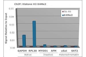 Chromatin Immunoprecipitation of Rabbit Anti-Histone H3 [Dimethyl Lys4] Antibody. (Histone 3 antibody  (H3K4me2))