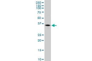 CA4 MaxPab polyclonal antibody. (CA4 antibody  (AA 1-312))