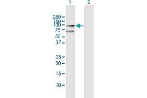 Western Blot analysis of CENPB expression in transfected 293T cell line by CENPB MaxPab polyclonal antibody.