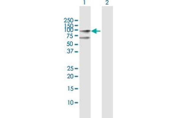 CENPB antibody  (AA 1-599)
