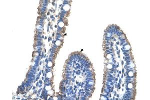 C9ORF127 antibody was used for immunohistochemistry at a concentration of 4-8 ug/ml to stain Epithelial cells of intestinal villus (arrows) in Human Intestine. (TMEM8B antibody  (Middle Region))