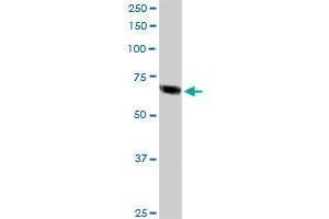 TFE3 MaxPab rabbit polyclonal antibody. (TFE3 antibody  (AA 1-575))