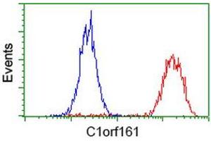 Image no. 3 for anti-Mab-21-Like 3 (MAB21L3) antibody (ABIN1497030) (MAB21L3 antibody)