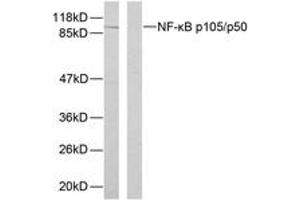 Western blot analysis of extracts from HeLa cells, using NF-kappaB p105/p50 (Phospho-Ser893) Antibody. (NFKB1 antibody  (pSer893))