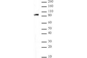 MALT1 mAb tested by Western blot. (MALT1 antibody  (AA 701-808))