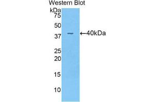 Western Blotting (WB) image for anti-Angiopoietin 4 (ANGPT4) (AA 32-144) antibody (ABIN3208133) (Angiopoietin 4 antibody  (AA 32-144))