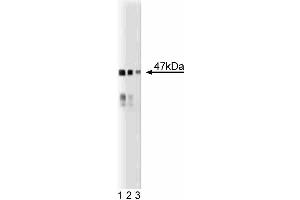 Western blot analysis of BAF47 on a mouse cerebrum lysate. (SMARCB1 antibody  (AA 257-359))