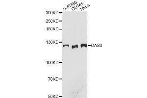 Western blot analysis of extracts of various cell lines, using OAS3 antibody. (OAS3 antibody)