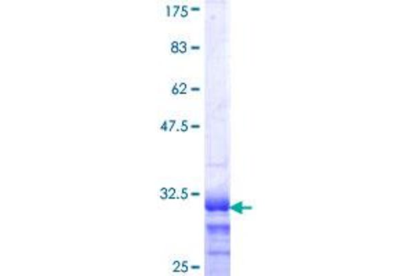 HOXB4 Protein (AA 1-60) (GST tag)