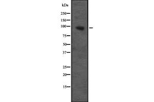Western blot analysis of CUL4B expression in Transfected 293T cell lysate,The lane on the left is treated with the antigen-specific peptide. (Cullin 4B antibody  (N-Term))