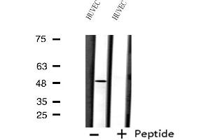 Western blot analysis of extracts from HUVEC cells using FOXD3 antibody. (FOXD3 antibody  (Internal Region))