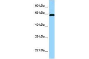 Image no. 1 for anti-Abl-Interactor 1 (ABI1) (AA 122-171) antibody (ABIN6748110)
