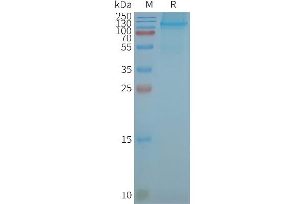 LGR5 Protein