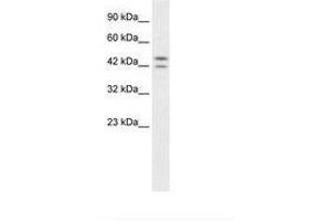 Image no. 1 for anti-Period Homolog 3 (PER3) (AA 104-153) antibody (ABIN6735888) (PER3 antibody  (AA 104-153))