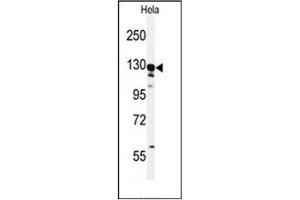 Western blot analysis of GTSE1 Antibody (C-term) in Hela cell line lysates (35ug/lane). (GTSE1 antibody  (C-Term))