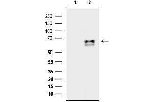 Western blot analysis of lysates from Hela cells(heat-shock treatment), using FST Antibody.