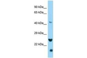 IZUMO4 antibody  (C-Term)