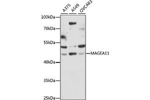 Western blot analysis of extracts of various cell lines, using MAGEA11 antibody (ABIN6290619) at 1:1000 dilution.