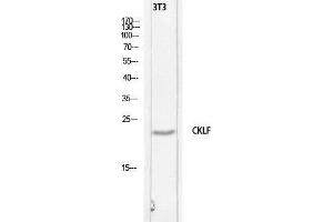 Western Blot (WB) analysis of 3T3 lysis using CKLF antibody. (CKLF antibody)