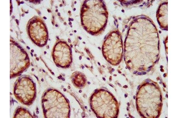 MEIS3 antibody  (AA 178-264)