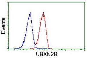 Image no. 4 for anti-UBX Domain Protein 2B (UBXN2B) antibody (ABIN1501660) (UBXN2B antibody)