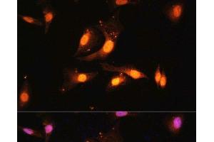 FLCN antibody