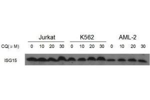 Western Blotting (WB) image for anti-ISG15 Ubiquitin-Like Modifier (ISG15) (AA 31-61) antibody (ABIN3031502)