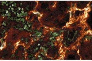 Immunoflourescence staining of rabbit kidney. (ARAF antibody  (AA 183-199))