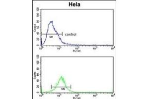 CDC2L6 Antibody (Center) (ABIN653025 and ABIN2842646) flow cytometric analysis of Hela cells (bottom histogram) compared to a negative control cell (top histogram). (CDK19 antibody  (AA 253-285))