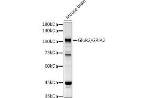 Western blot analysis of extracts of Mouse brain, using GluR2/GRI antibody (ABIN3015061, ABIN3015062, ABIN5663577 and ABIN6213622) at 1:1000 dilution. (GRIA2 antibody  (AA 25-230))