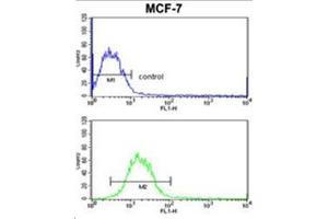 Flow Cytometric analysis of MCF-7 cells using SNRPB Antibody (N-term R49) Cat. (SNRPB antibody  (N-Term))