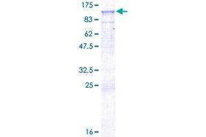 Image no. 1 for CD19 Molecule (CD19) (AA 1-556) protein (GST tag) (ABIN1348548) (CD19 Protein (AA 1-556) (GST tag))