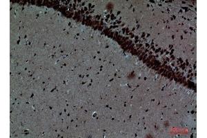 Immunohistochemical analysis of paraffin-embedded Mouse-brain, antibody was diluted at 1:100. (Pleiotrophin antibody  (Internal Region))