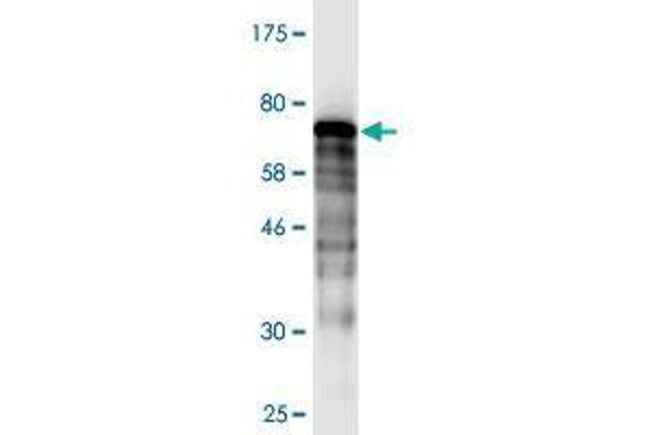 DNAJB5 antibody  (AA 1-386)