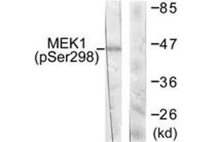 Western blot analysis of extracts from NIH-3T3 cells treated with PDGF 50ng/ml 20', using MEK1 (Phospho-Ser298) Antibody. (MEK1 antibody  (pSer298))