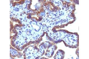 IHC testing of FFPE human placenta with MAML3 antibody (clone MMLP3-1). (MAML3 antibody)