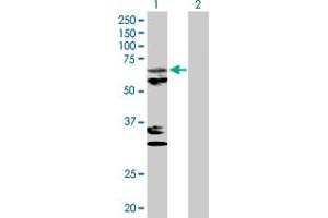 PAPD1 antibody  (AA 1-582)