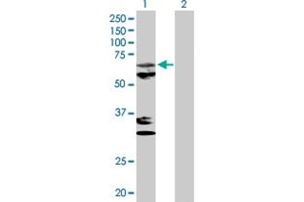 PAPD1 抗体  (AA 1-582)