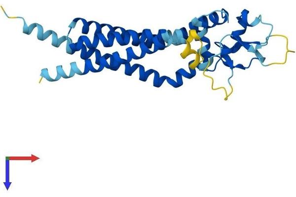 CD82 Protein (CD82) (AA 1-267) (His tag)