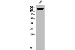 Western Blot analysis of 293T cells using Phospho-MYPT1 (T853) Polyclonal Antibody (PPP1R12A antibody  (pThr853))