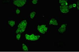 Immunofluorescent analysis of PC-3 cells using ABIN7169055 at dilution of 1:100 and Alexa Fluor 488-congugated AffiniPure Goat Anti-Rabbit IgG(H+L) (UHMK1 antibody  (AA 183-385))