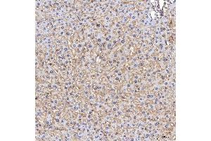 IHC analysis of Tim 2/Timd2 using anti-Tim 2/Timd2 antibody (ABIN7602933). (TIMD2 antibody  (C-Term))