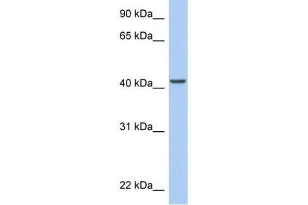 ARID3C antibody  (C-Term)
