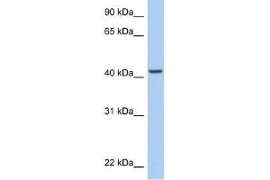 ARID3C antibody used at 0. (ARID3C antibody  (C-Term))